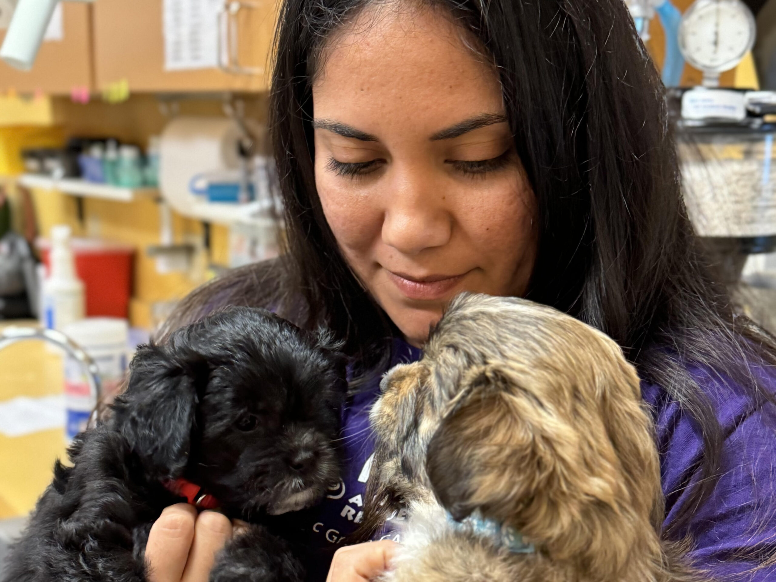 Animal Friends Rescue Project